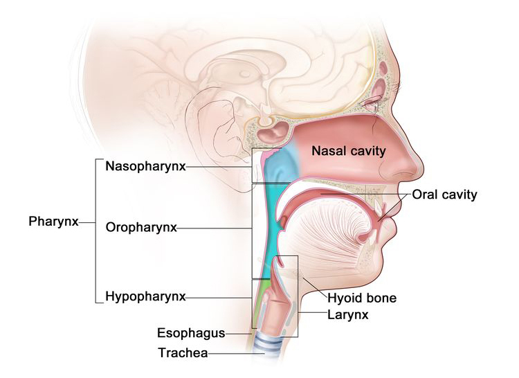 Image depicting varios anatomy within the head, neck and mouth
